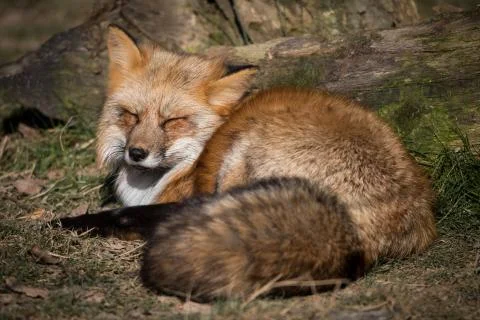 Red fox in the forest Stock Photos
