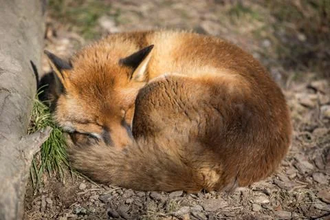Red fox in the forest Stock Photos