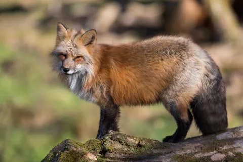 Red fox in the forest Stock Photos