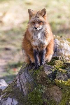 Red fox in the forest Stock Photos