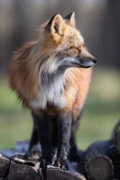 Red fox in the forest Stock Photos