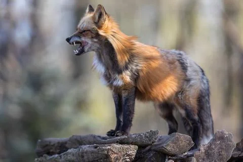 Red fox in the forest Stock Photos