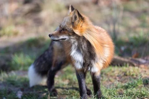 Red fox in the forest Stock Photos
