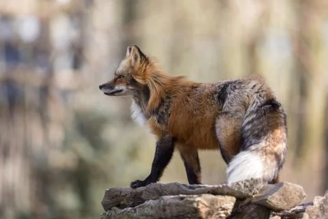 Red fox in the forest Stock Photos