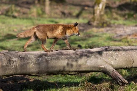 Red fox in the forest Stock Photos