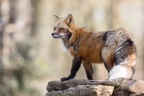 Red fox in the forest Foto stock