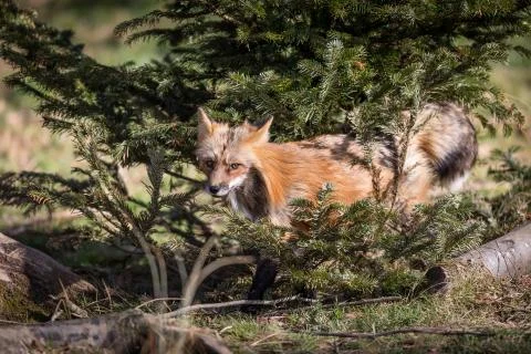 Red fox in the forest Foto stock
