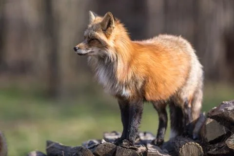 Red fox in the forest Stock Photos