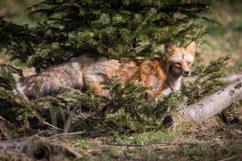 Red fox in the forest Stock Photos