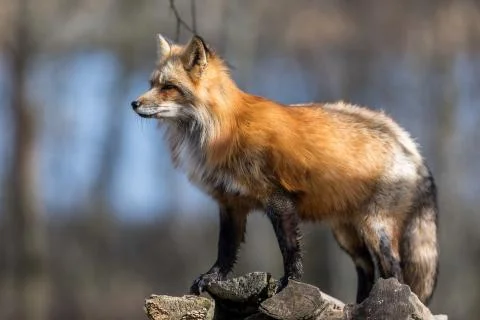 Red fox in the forest Stock Photos