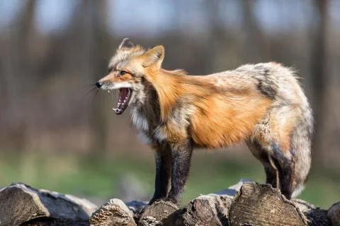Red fox in the forest Stock Photos