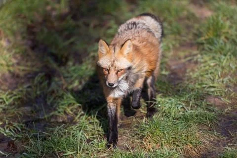 Red fox in the forest Stock Photos