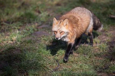 Red fox in the forest Stock Photos