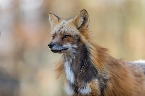 Red fox in the forest Stock Photos