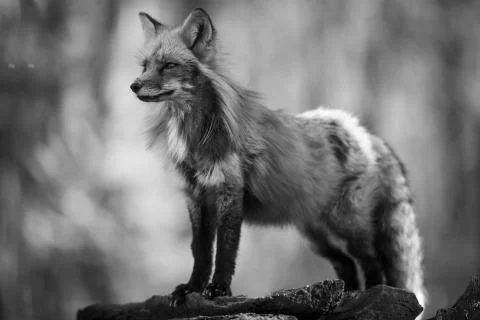 Red fox in the forest Stock Photos