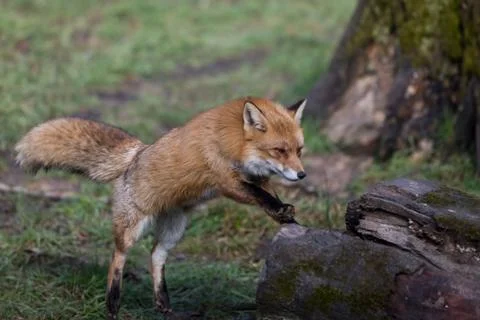Red fox in the forest Foto stock