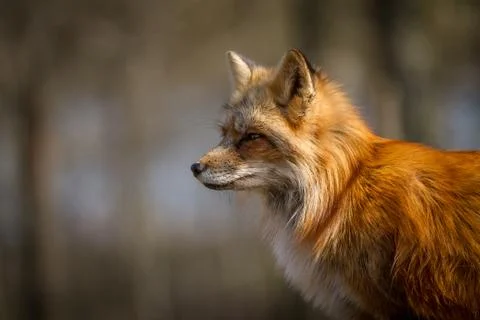 Red fox in the forest Stock Photos