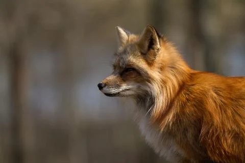 Red fox in the forest Stock Photos