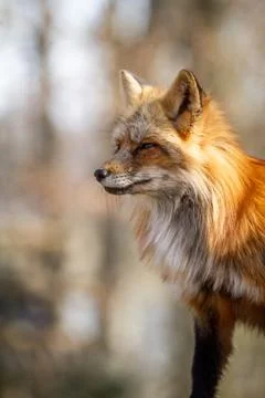 Red fox in the forest Foto stock