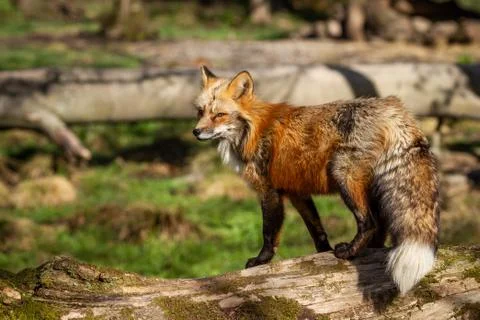 Red fox in the forest Foto stock