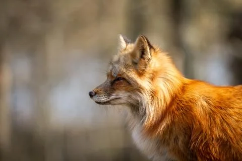 Red fox in the forest Stock Photos