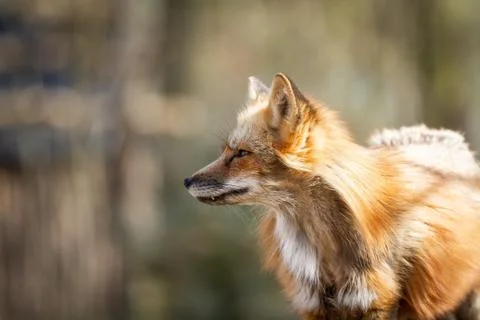 Red fox in the forest Stock Photos