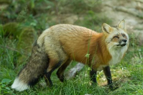 Red fox in the forest Stock Photos