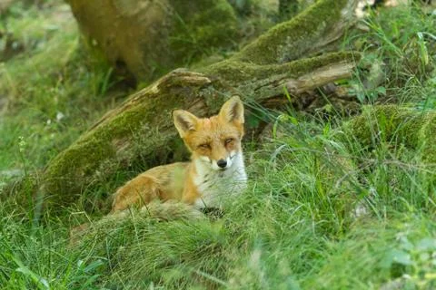 Red fox in the forest Stock Photos