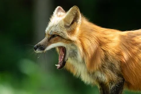 Red fox in the forest Foto stock