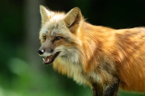 Red fox in the forest Stock Photos