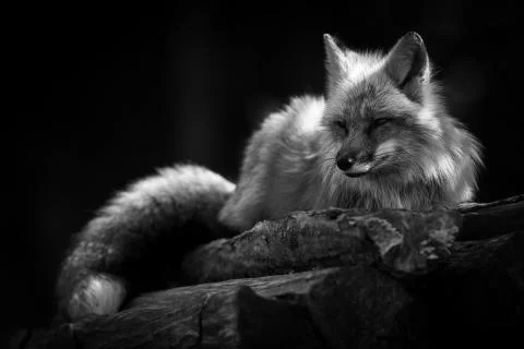 Red fox in the forest Stock Photos