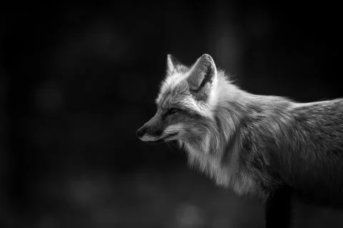 Red fox in the forest Stock Photos