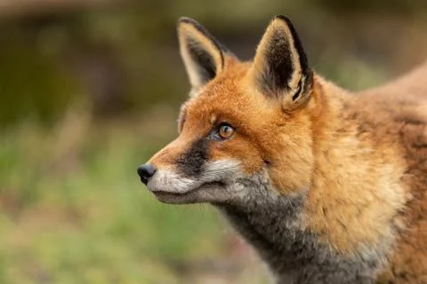 Red fox in the forest Stock Photos