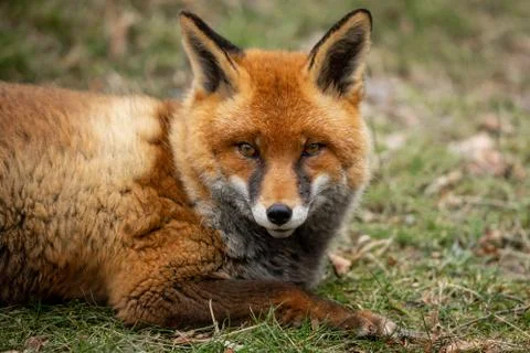 Red fox in the forest Stock Photos