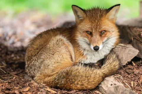 Red fox in the forest Stock Photos