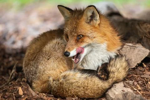 Red fox in the forest Stock Photos