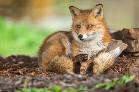 Red fox in the forest Stock Photos