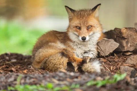 Red fox in the forest Stock Photos