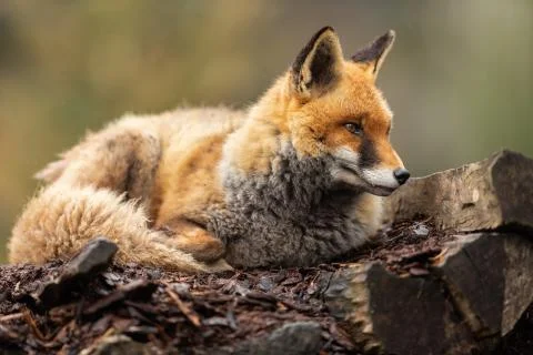 Red fox in the forest Stock Photos