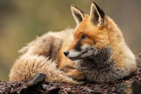 Red fox in the forest Stock Photos