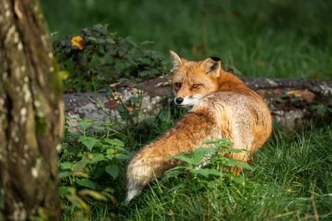 Red fox in the forest Foto stock