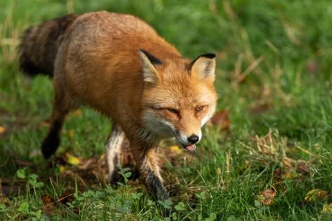 Red fox in the forest Stock Photos