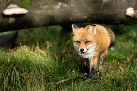 Red fox in the forest Foto stock