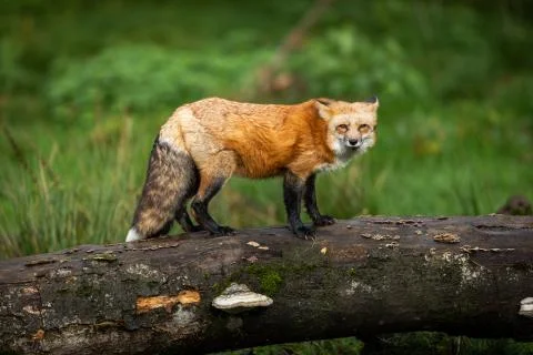 Red fox in the forest Foto stock