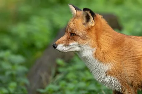 Red fox in the forest Stock Photos