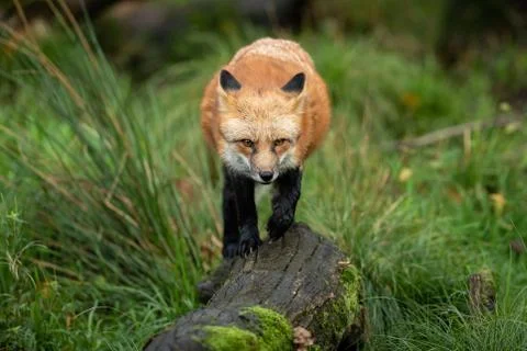 Red fox in the forest Stock Photos