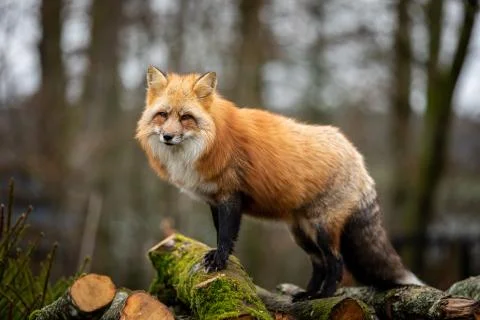 Red fox in the forest Stock Photos