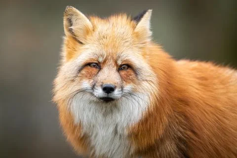 Red fox in the forest Foto stock