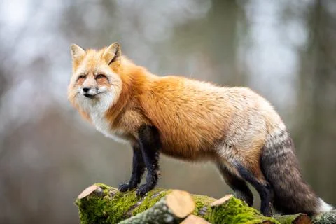 Red fox in the forest Stock Photos