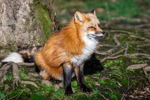 Red fox in the forest Foto stock
